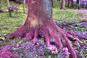 bellissimo panorama a infrarossi rosa e viola di un paesaggio di campagna con un cielo blu foto