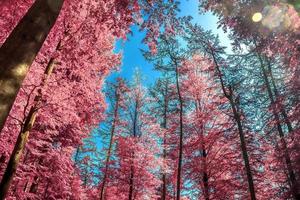 bellissimo panorama a infrarossi rosa e viola di un paesaggio di campagna con un cielo blu foto