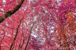 bellissimo panorama a infrarossi rosa e viola di un paesaggio di campagna con un cielo blu foto