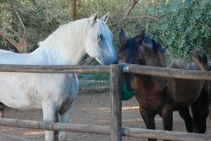 domestico animali su un' azienda agricola durante il estate stagione foto