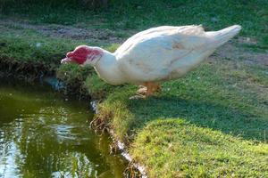 domestico animali su un' azienda agricola durante il estate stagione foto