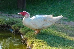 domestico animali su un' azienda agricola durante il estate stagione foto