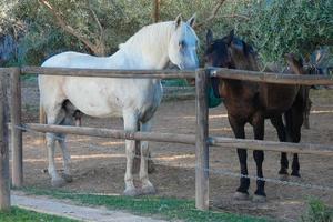 domestico animali su un' azienda agricola durante il estate stagione foto