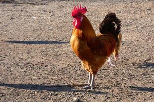 free-range galli e galline su un' azienda agricola foto