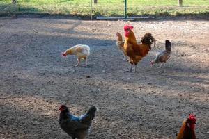 free-range galli e galline su un' azienda agricola foto