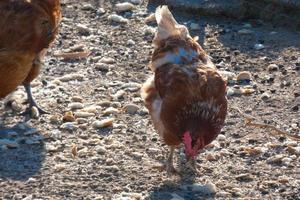 free-range galli e galline su un' azienda agricola foto