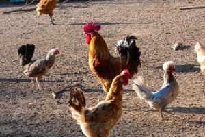 free-range galli e galline su un' azienda agricola foto