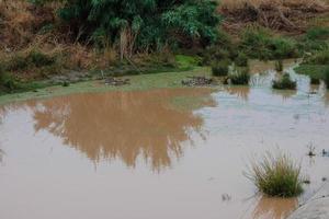 zone umide nel il vicinanza di un' fiume foto