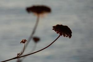 secco fiori su il catalano mediterraneo costa, Spagna foto