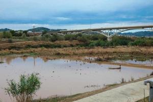 zone umide nel il vicinanza di un' fiume foto