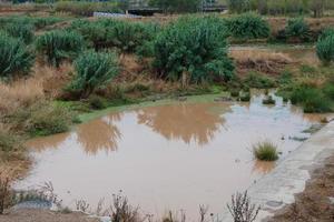 zone umide nel il vicinanza di un' fiume foto