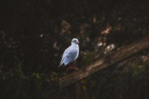 uccello riposo nel di legno recinto foto