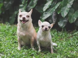 Due differenza dimensione chihuahua cani seduta su verde erba nel il giardino, sorridente e guardare a telecamera, selettivo messa a fuoco su grande cane. foto