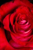 macro di rosa rossa foto