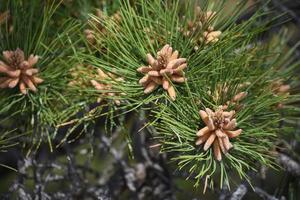 cluster di coni formatura su un' conifero albero foto