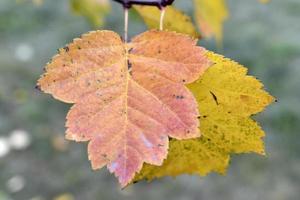 rosso verde e giallo autunno le foglie su il albero. bellissimo autunno le foglie. foto