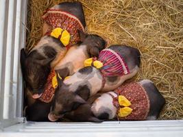 quattro nano maiali con fantasia rosso vestito addormentato nel un' azienda agricola gabbia. foto