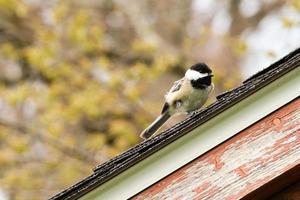 nero capped chickadee su tetto nel primavera foto