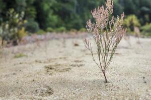 piccolo pianta con rosa fiori su un' asciutto fiume letto foto