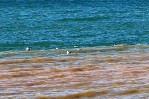 sabbioso spiaggia su il mediterraneo mare nel settentrionale Israele. foto