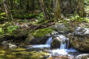 affrettandosi fiume andando attraverso il foresta fra montagne nel il autunno foto