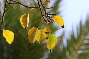 autunno colorato le foglie nel il città parco. foto