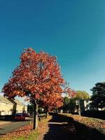 autunno alberi nel il parco professionista foto