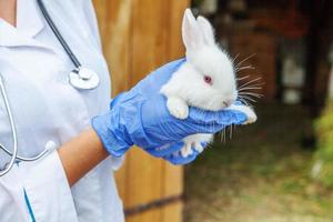 donna veterinaria con uno stetoscopio che tiene ed esamina il coniglio sul fondo del ranch da vicino. coniglietto nelle mani del veterinario per il controllo in una fattoria ecologica naturale. cura degli animali e concetto di agricoltura ecologica. foto