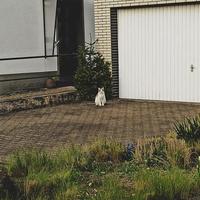 bianca gatto a piedi nel il cortile di un' nazione Casa. casa animale domestico foto