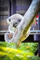 carino koala orso addormentato su il albero nel sydney zoo. foto