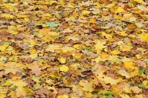 un' grande numero di caduto e ingiallito autunno le foglie su il terra. autunno sfondo struttura foto