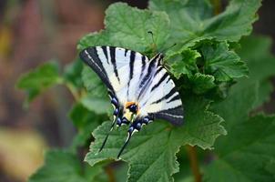 scarso coda di rondine iphiclides podalirio raro europeo farfalla è seduta su il cespugli di fioritura lamponi foto