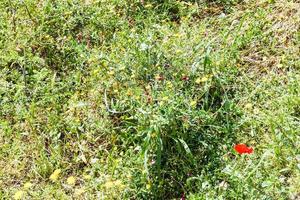 selvaggio papaveri e denti di leone fiori nel sicilia foto