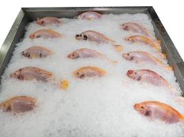 frutti di mare su ghiaccio a il pesce mercato. foto