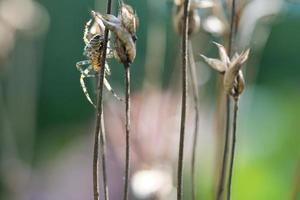 attraversare ragno strisciando su un' ragno filo per un' pianta. un' utile cacciatore tra insetti foto
