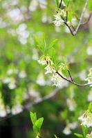 il osoberry o oemleria cerasiforme è un' a fioritura bianca, a fiori bianchi, nord americano nativo, fioritura primaverile albero. foto