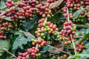 Coffea albero è un' genere di fioritura impianti il cui, di chi semi, chiamato caffè fagioli, siamo Usato per rendere vario caffè bevande e prodotti. foto