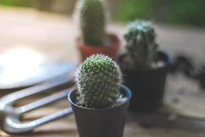 piccolo cactus è piantato nel un' piccolo pentola dove il sera sole brilla attraverso suo Indietro. foto