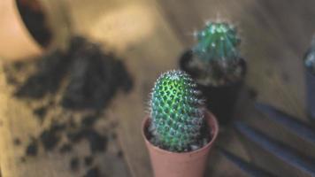 piccolo cactus è piantato nel un' piccolo pentola dove il sera sole brilla attraverso suo Indietro. foto