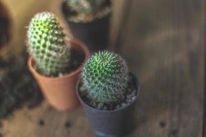 piccolo cactus è piantato nel un' piccolo pentola dove il sera sole brilla attraverso suo Indietro. foto