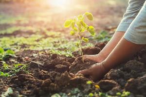 piantare un albero giovane foto