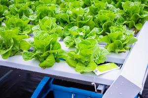 fresco biologico verde le foglie lattuga insalata pianta nel idroponica verdure azienda agricola sistema foto