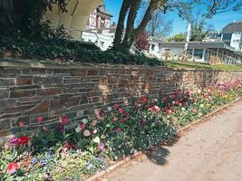 fioritura tulipani nel un' città parco nel Germania. città letto di fiori. foto