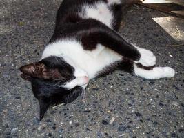 carino nero gatto con bianca viso addormentato su il terra. foto