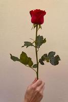 primo piano della mano che tiene una rosa rossa foto