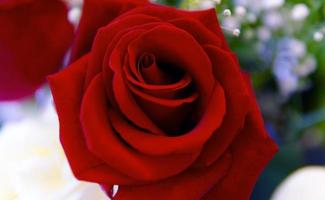 primo piano di una rosa rossa foto