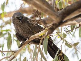 grigio Maglione, schifoso Jack o cwa uccello nativo per Australia uccello. foto