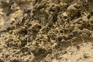 parte inferiore di il antico mare, conchiglie di fossile Ostriche, mare ricci e spugne nel il modulo di un' naturale modello, struttura, Esposto alle intemperie calcare sfondo foto