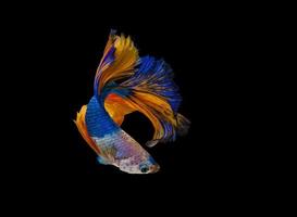 pesce betta blu e arancione su sfondo nero foto