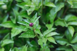 primo piano di un bocciolo di fiore foto